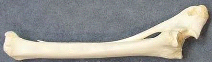 Giraffe-Bone