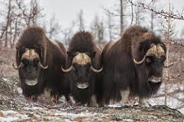 Musk-Ox